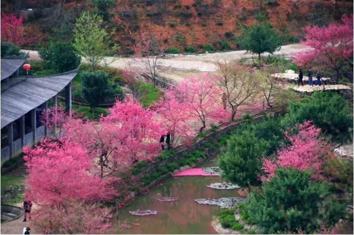 119樱花峪盛开,携手共赏浪漫樱花(1天活动)