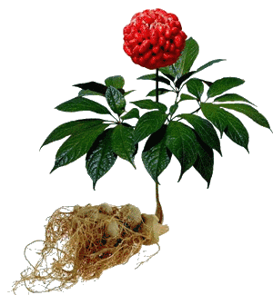 67三七加两味通血管补气血事半功倍不知道就亏大了