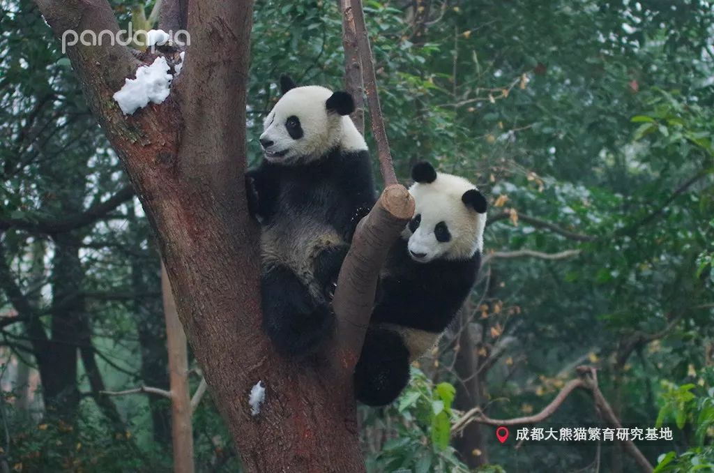 寶妹真沒想到你這小丫頭居然是這種熊貓