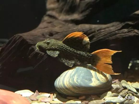 分享一些漂亮的异形鱼图片周末愉快你可能会爱上这个小家伙