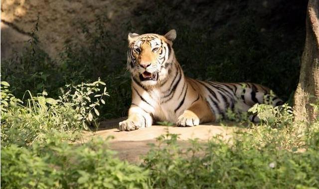 唐朝故事黔之驴远古生物启示录即将消失不见的物种