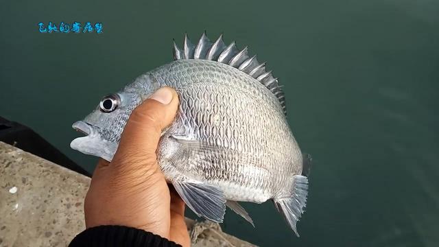 海蟑螂换个钩法,大黑鲷也开始咬饵了!