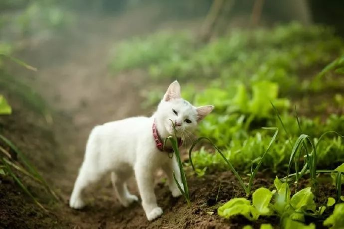 在菜园里玩耍的小猫咪,被主人用高级相机这么一拍后,瞬间美翻!
