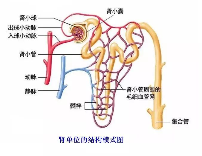肾脏的结构 来自搜狐网