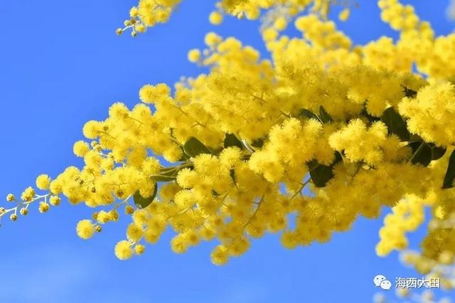 金合歡樹(acacia farnesiana),別名:絨花樹,鴨皂樹,刺球花,消息樹