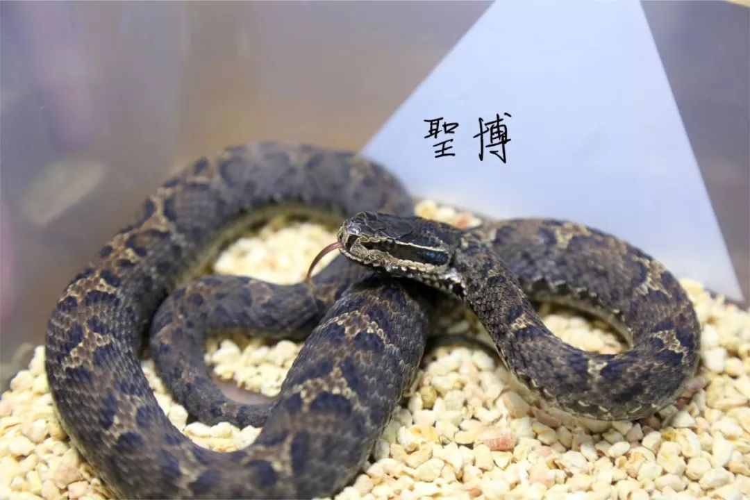 亚洲蝮属饲养方法介绍小编推荐干货美图好贴