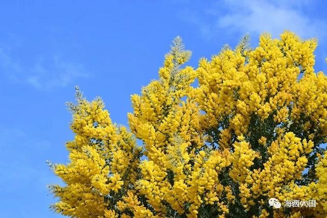 金合歡樹(acacia farnesiana),別名:絨花樹,鴨皂樹,刺球花,消息樹