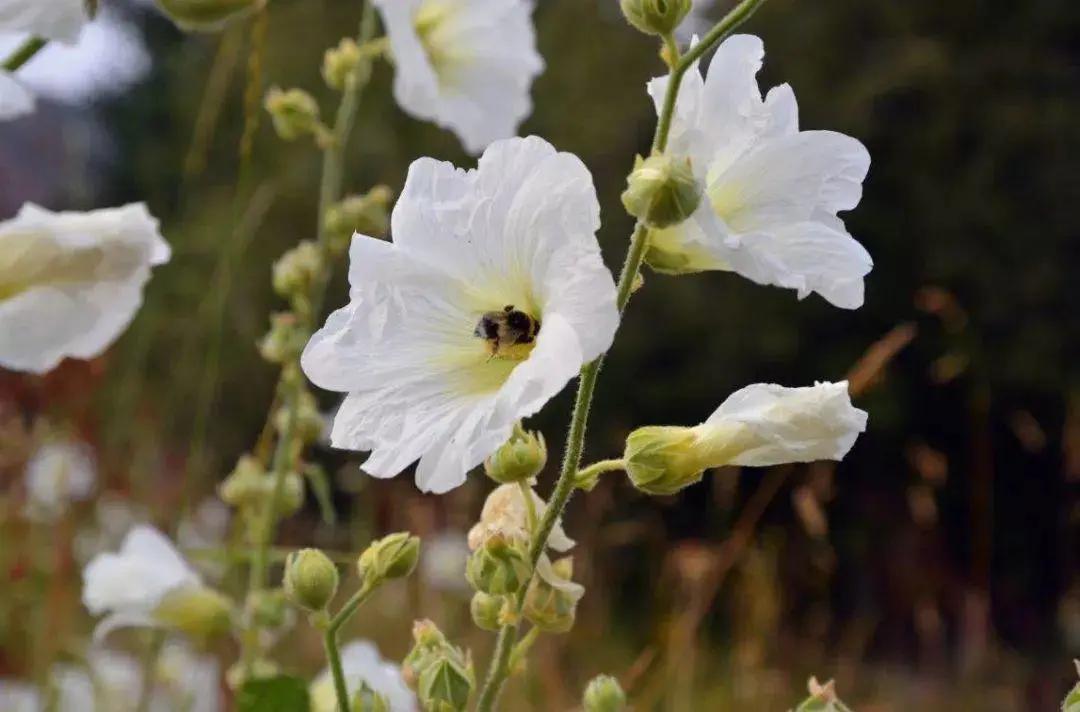 在吉尔吉斯斯坦有一种非常珍贵的"养胃之花"马洛花(又叫白锦葵花)