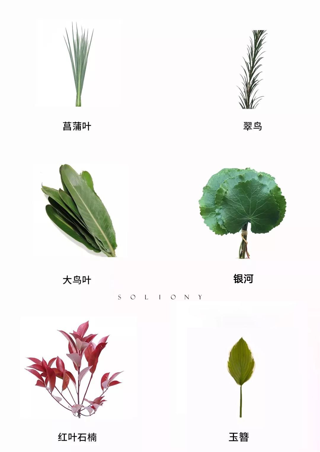 花艺基础知识叶材篇