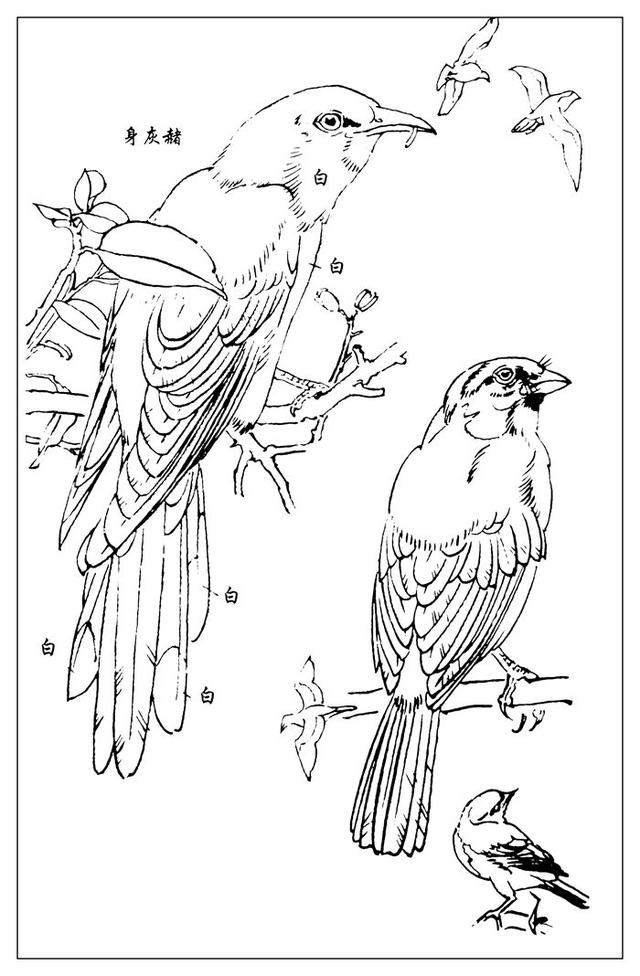 美术资料白描百鸟图谱欣赏第五辑