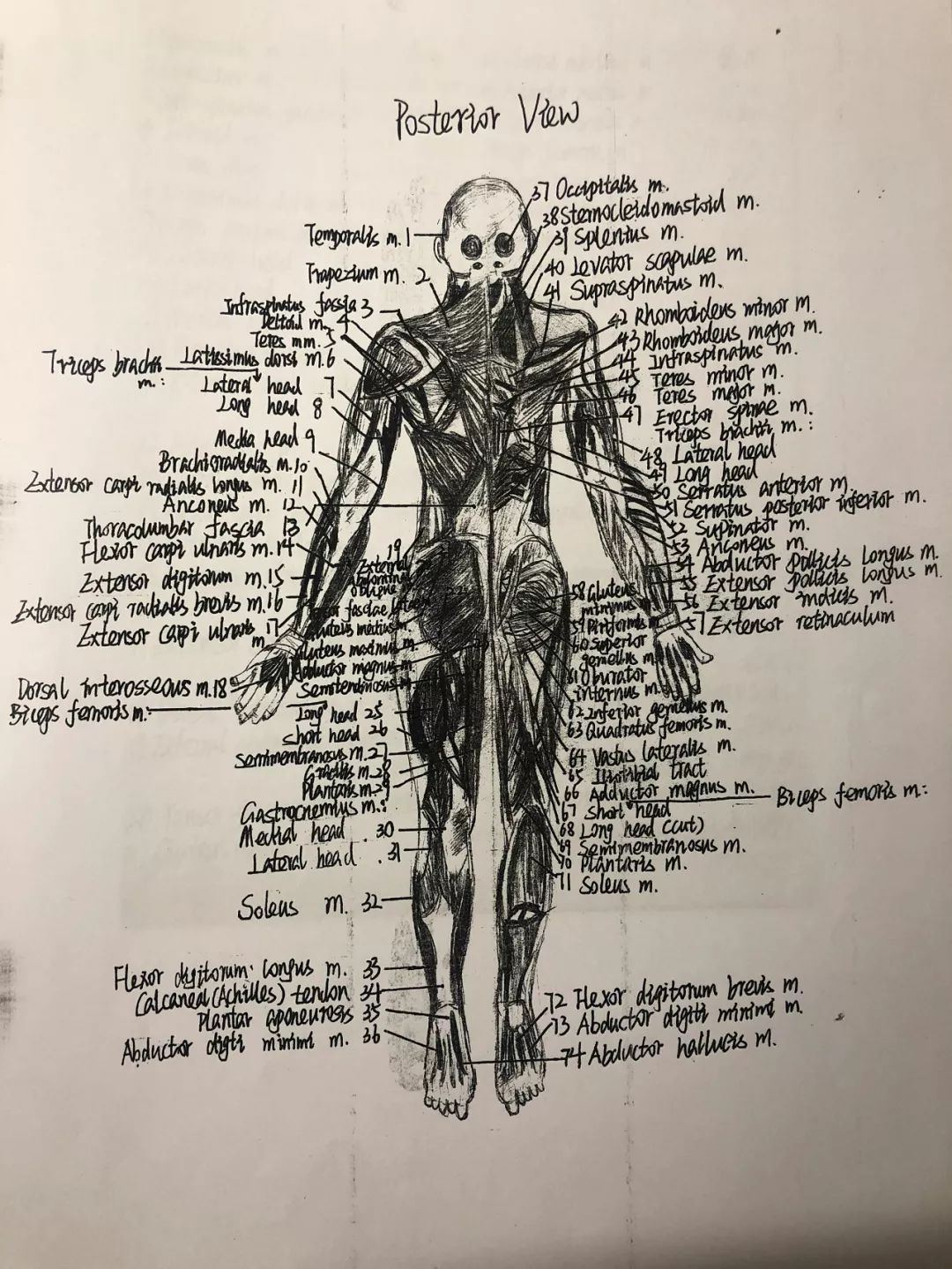 護理學(中瑞)173班 鄭琳伊莎《人體解剖學》 全英文版人體結構圖