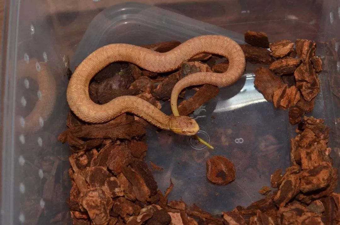 亚洲蝮属饲养方法介绍小编推荐干货美图好贴
