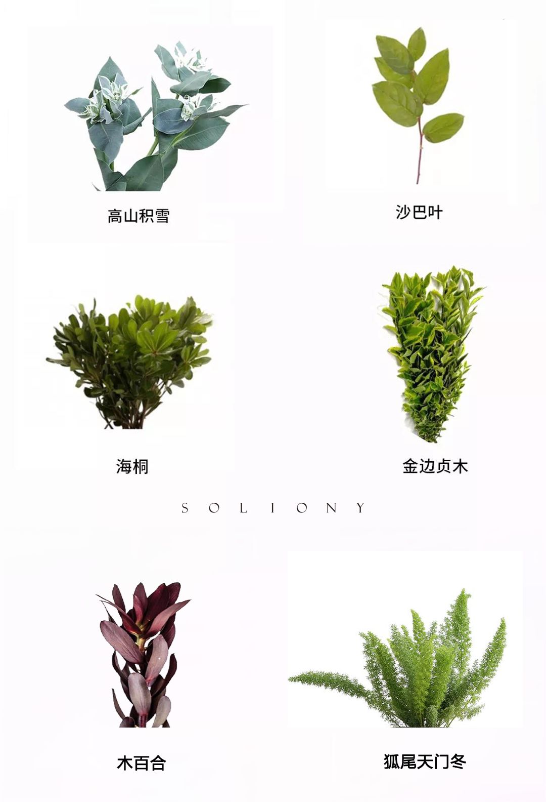 花艺基础知识叶材篇