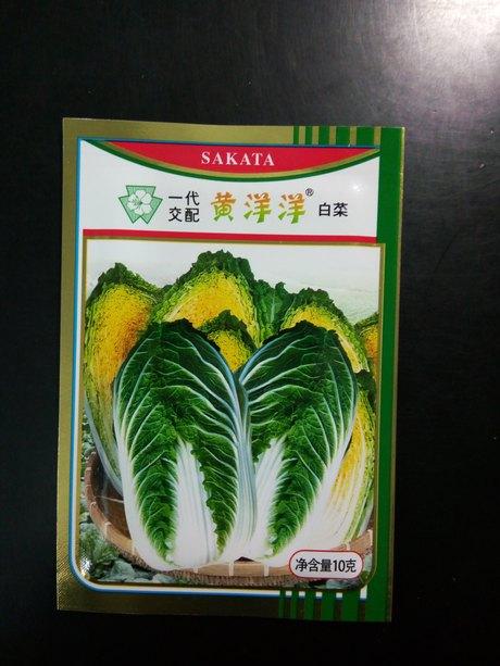日本版田黄心白菜黄洋洋高档黄芯白菜种子