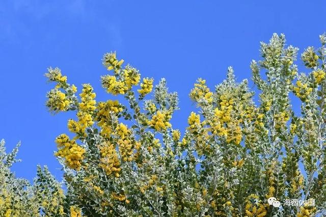 金合歡樹(acacia farnesiana),別名:絨花樹,鴨皂樹,刺球花,消息樹