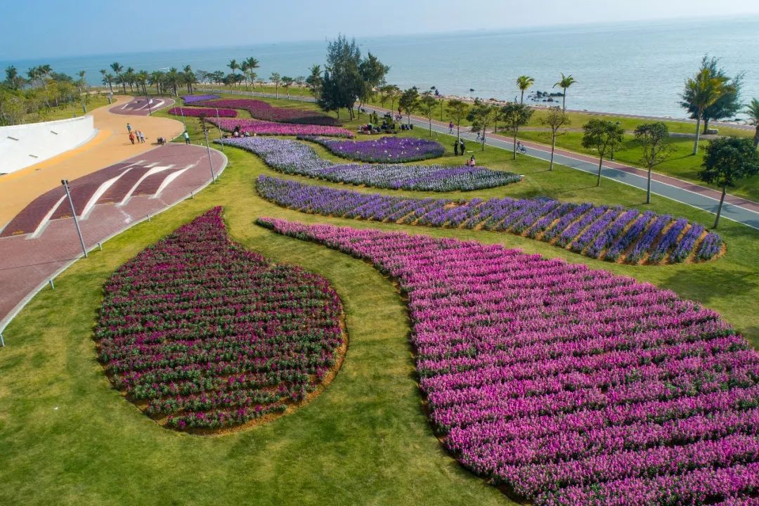 珠海花海美炸了!高清多图曝光!每一张都能当壁纸._情侣南路