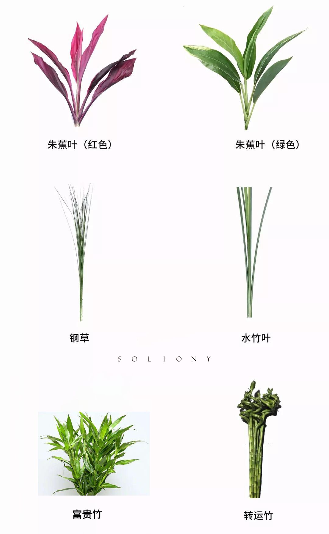 花艺基础知识叶材篇