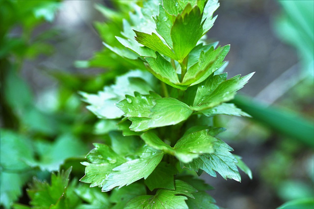 這棵小草竟然叫獨活草