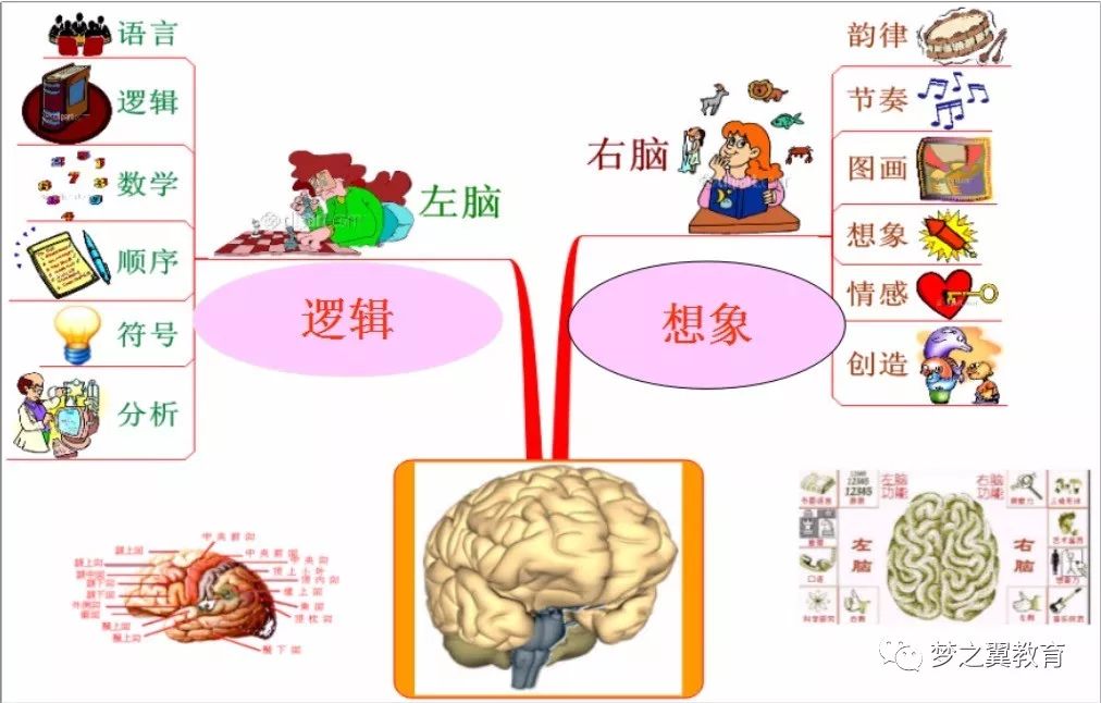 我们人左右脑是有分工