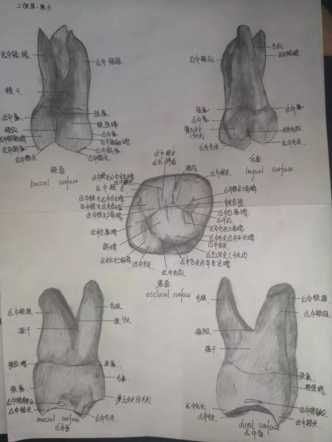 鄭琳伊莎《人體解剖學》 全英文版人體結構圖手繪精緻的解剖圖,娟秀