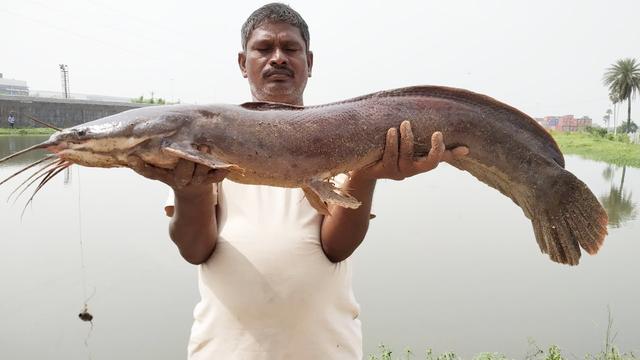 鸡肠饵手线钩,小水塘里,硬生生拉起几条巨型塘鲺!