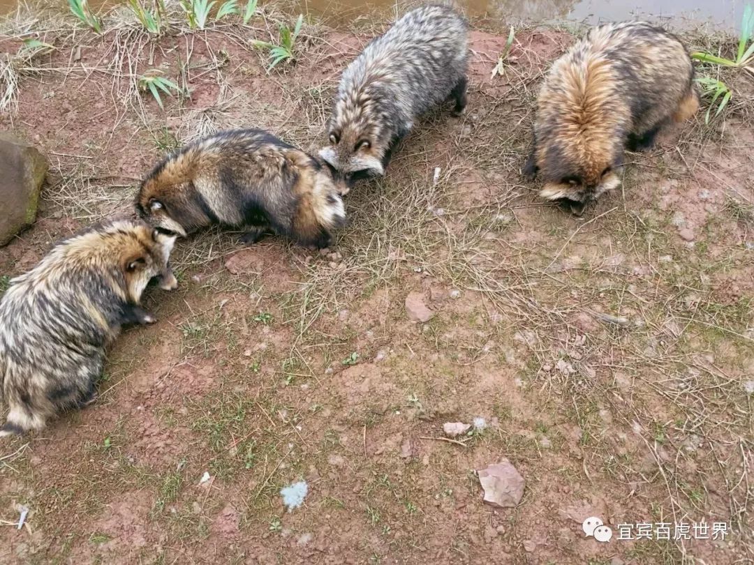 高縣小夥伴們期待的宜賓野生動物世界即將開園!