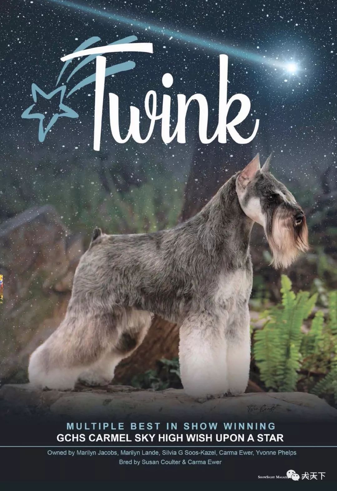 汉姆梗gchb ch pegfield tintern tiggy-winkle——呼名"twiggy"母犬