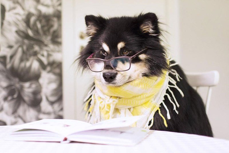 狗老师:明天收国庆作业,没交齐的同学站起来!