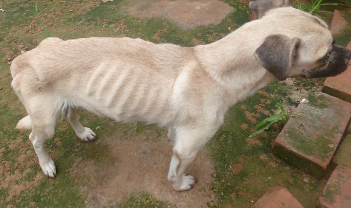 天呐!原来"它"长这么瘦是因为这个!我才知道.