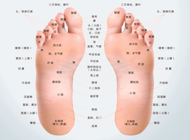 足底=人的第二心脏,有6条静脉以及66个穴位,乾隆爷就坚持"晨起三百步