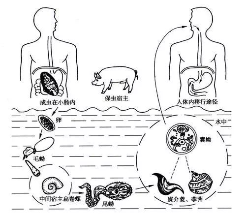 这4种常见蔬果,竟藏大量寄生虫!