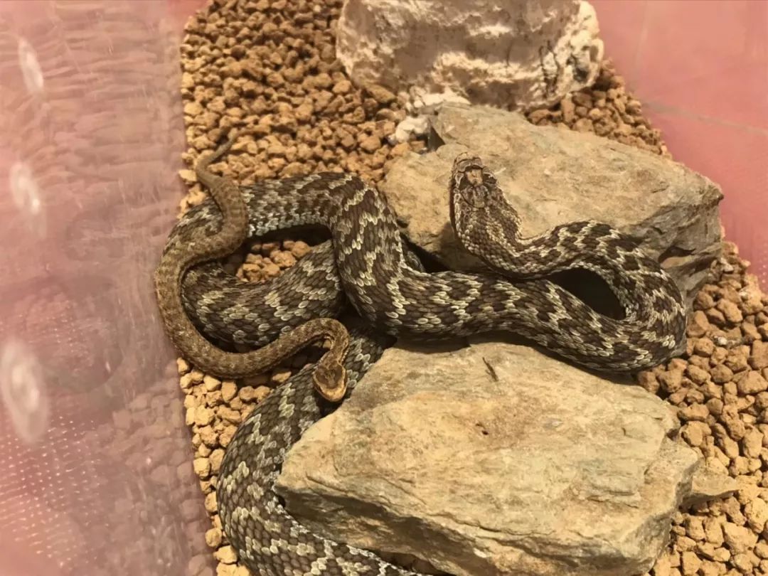 亚洲蝮属饲养方法介绍小编推荐干货美图好贴