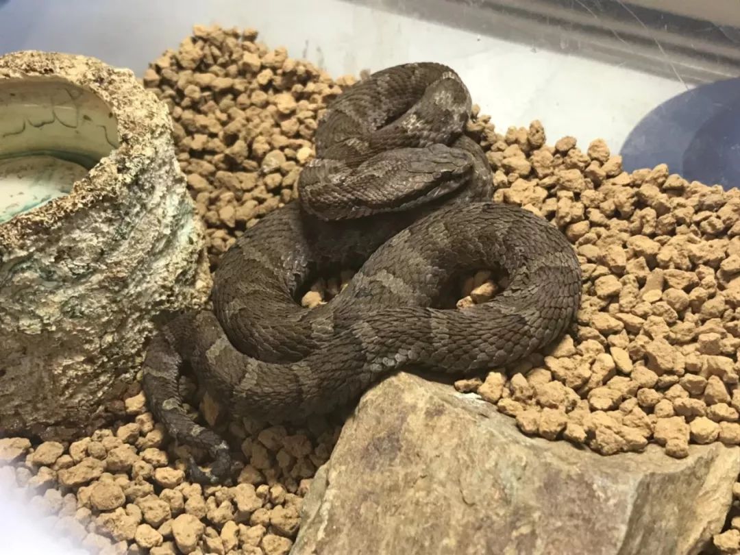 (森林地表-阿拉善蝮)(森林地表-短尾蝮)(森林地表-长岛蝮)(森林地表