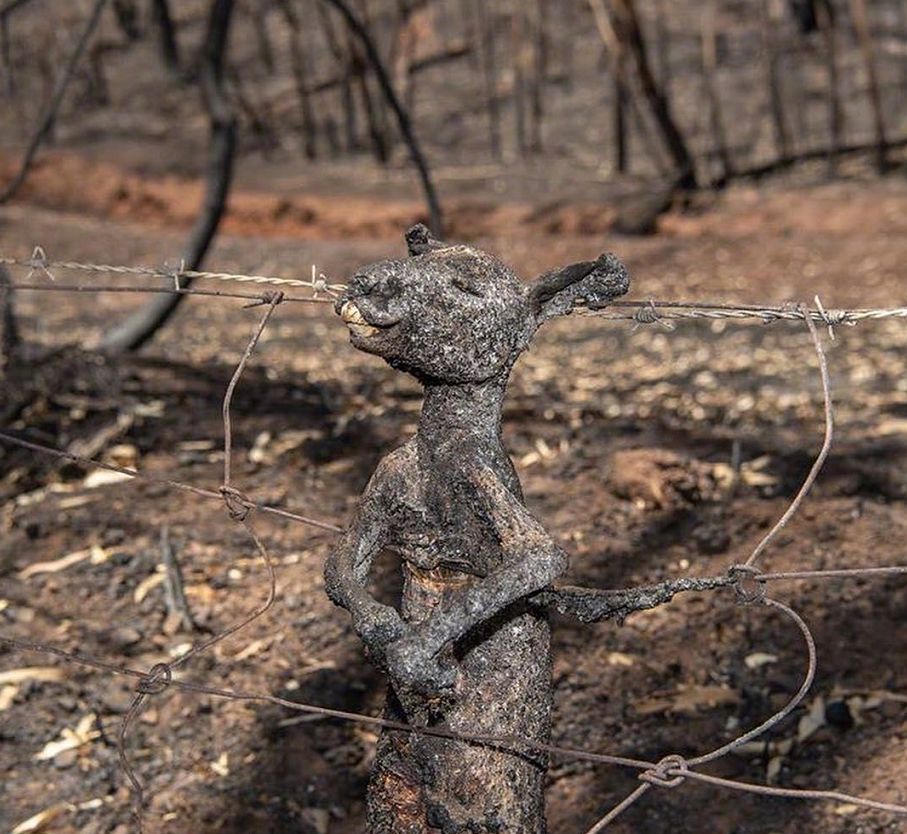 2万考拉烧焦5亿动物惨死背后真相令人绝望