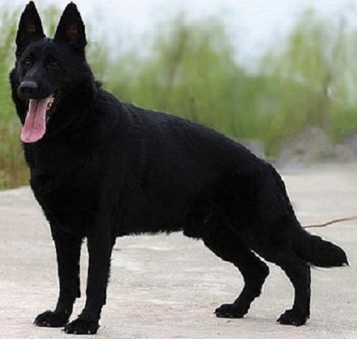 原创犬中之王的称号更青睐于东德牧羊犬