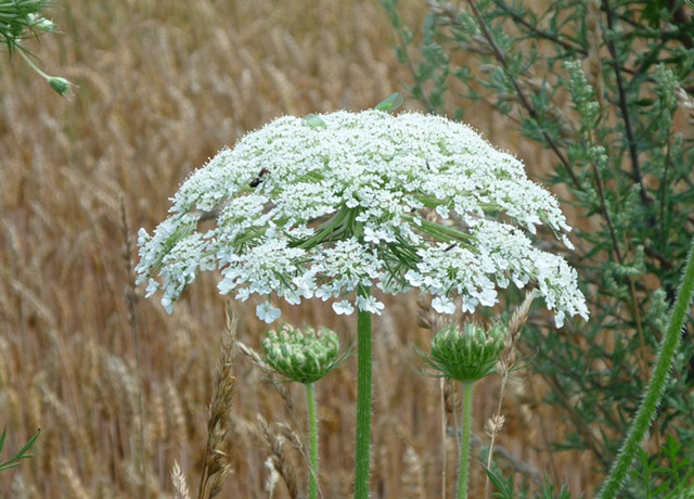 这棵小草,竟然叫"独活草"!_叶片