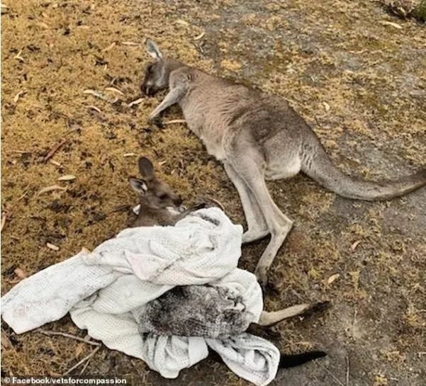 澳兽医讲述心碎经历:大火逼近,对一群饱受折磨的袋鼠实施安乐死