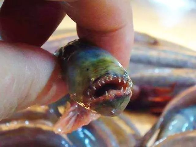 舌尖上的档案丨百里滩的海狼鱼