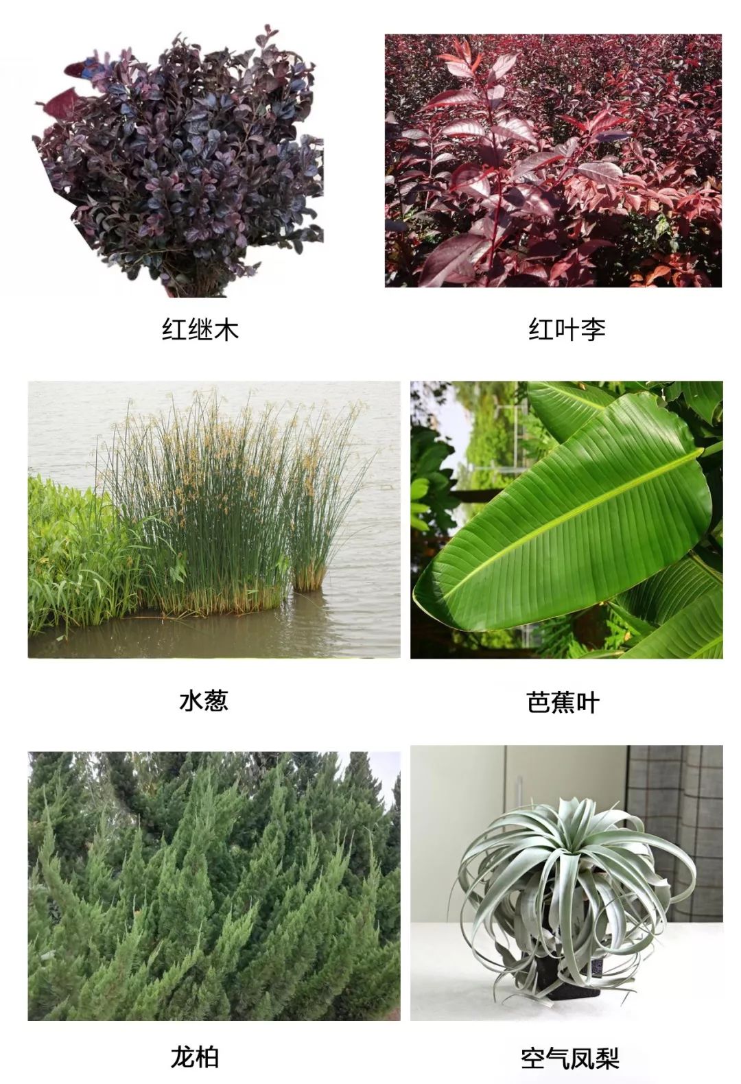 花艺基础知识叶材篇