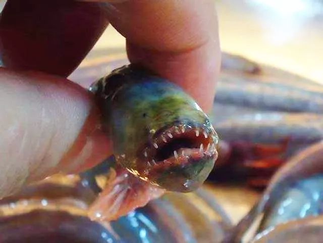 舌尖上的档案丨百里滩的海狼鱼