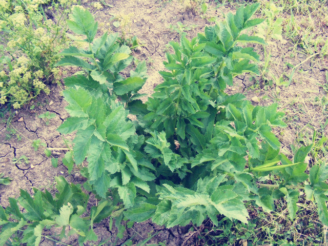 這棵小草竟然叫獨活草