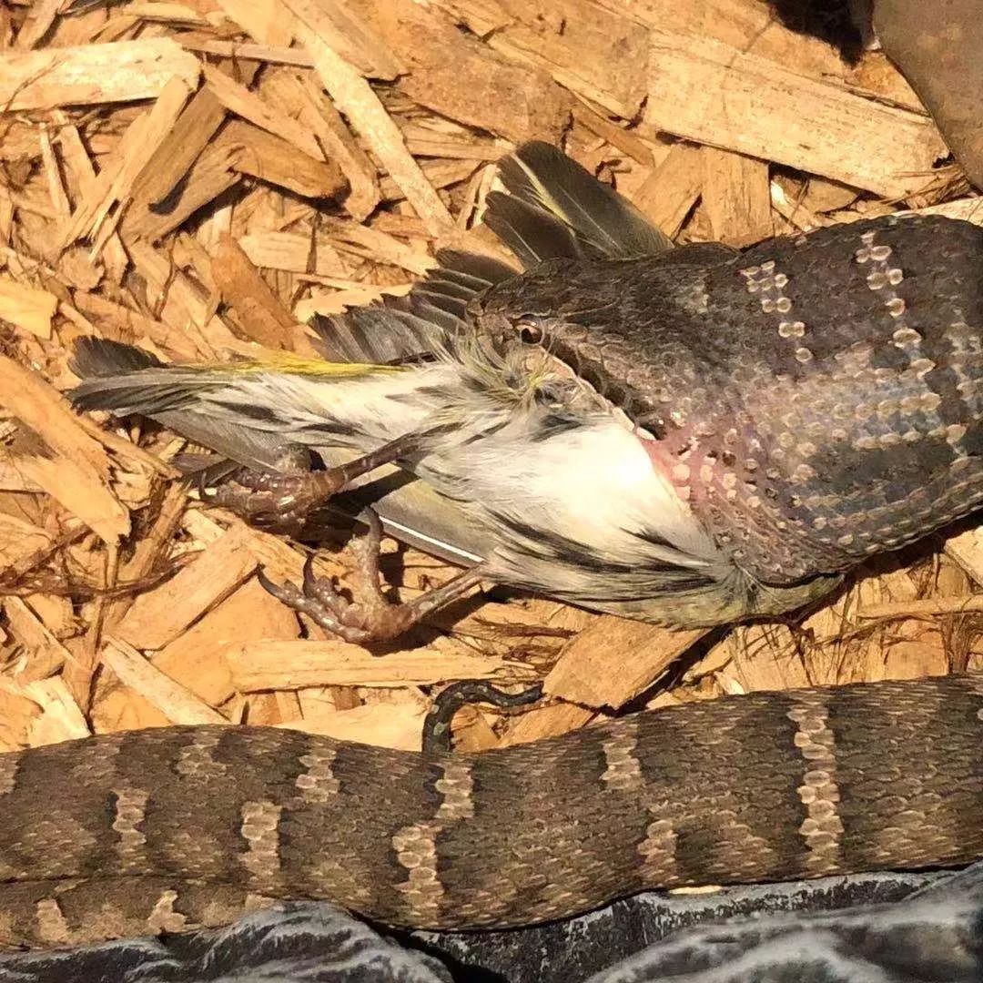 (蛇岛蝮吃鸟 源自 小茂)阿拉善蝮可以投喂卷尾沙蜥等原产地食物.