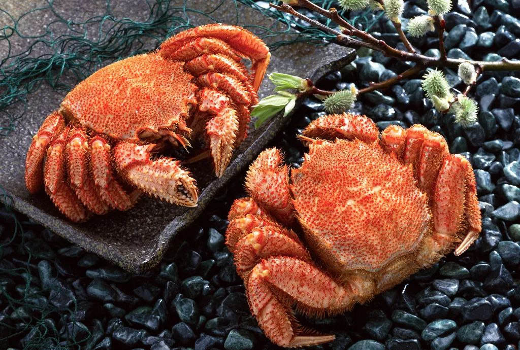 食尚海归从无锡到北海道只是瞬间的距离丨无锡新湖铂尔曼酒店红毛蟹