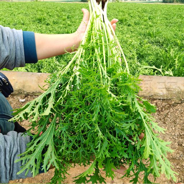 雪菜别名雪里蕻,九头芥,烧菜,排菜等,为十字花科芸薹一二年生草本植物