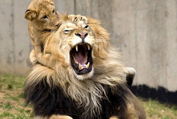 世界上10大最凶猛危险的动物，你有见过它们吗？-搜狐大视野-搜狐新闻