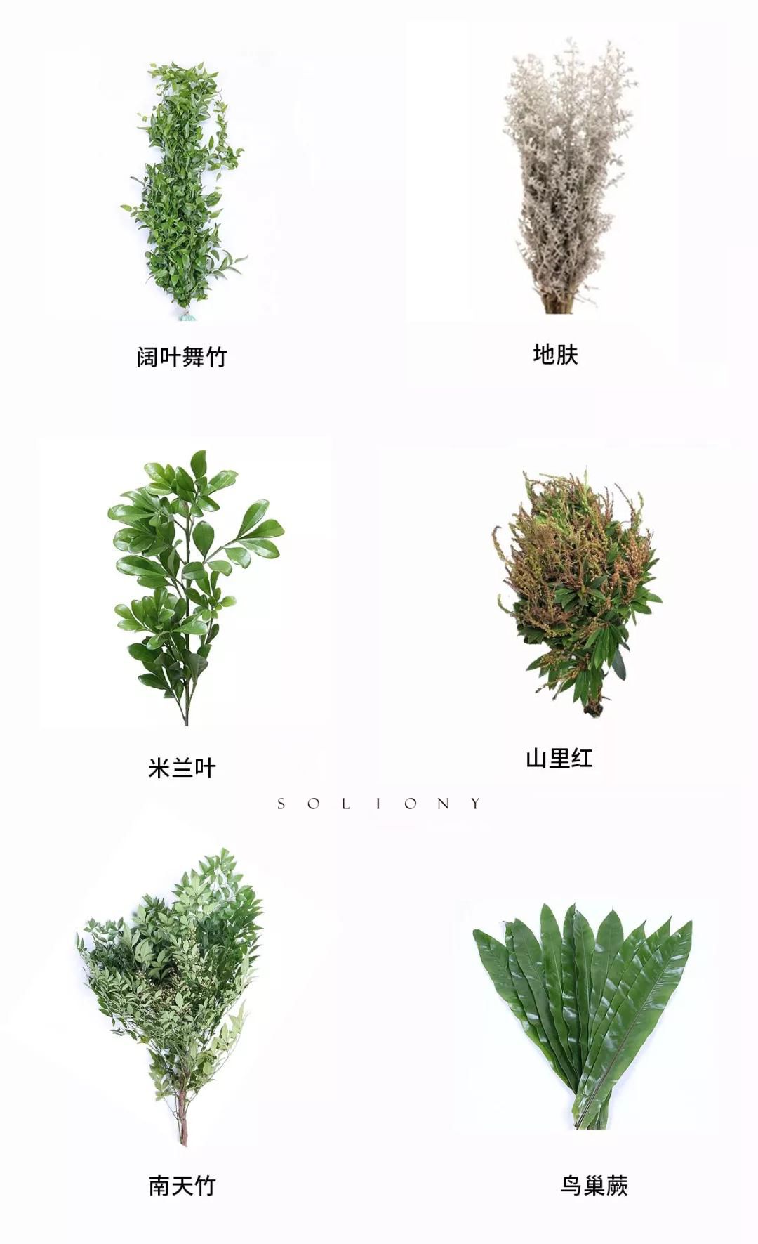 花艺基础知识叶材篇