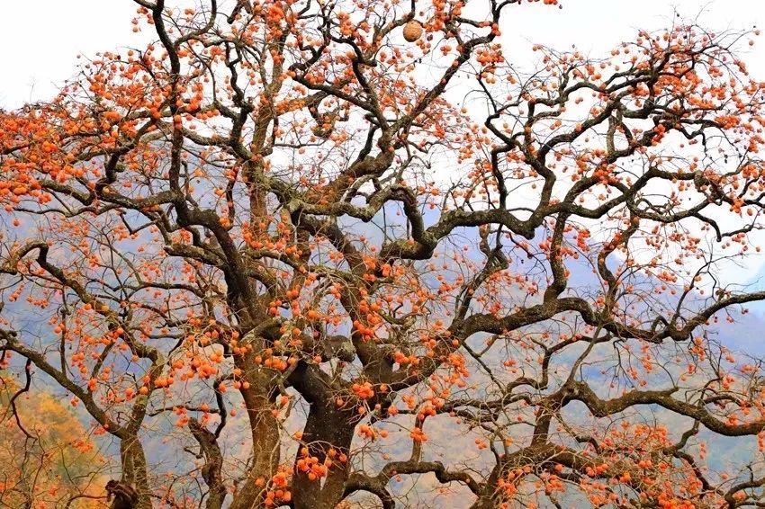 1200多株百年老树在青川长出了冬天最为甜蜜的美味