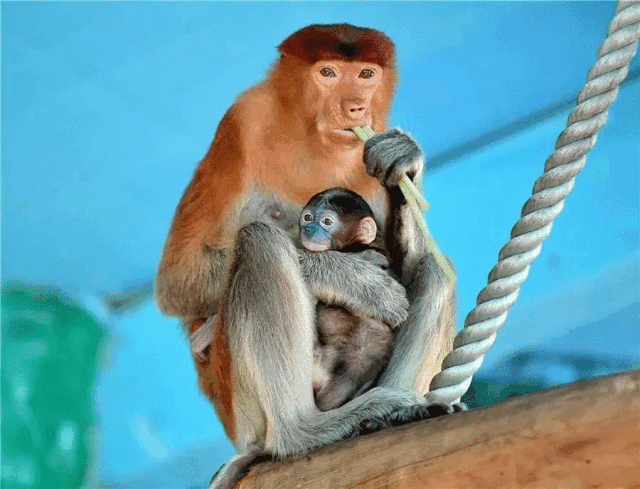 猴子和老鼠的合影图片图片