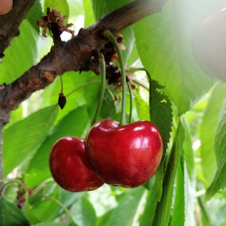 鲁樱3号樱桃苗果农们的新起点