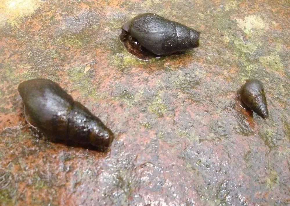 无笃石螺,来源:网络在阴那山小溪中,生长着一种石螺,螺的形状和普通石